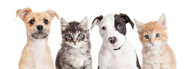 Horizontal banner of cute puppies and kittens clipart