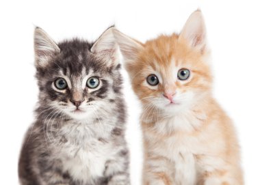 Closeup iki sevimli tekir yavru kedi