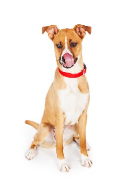 Burun yalama dil oturan büyük azman köpek