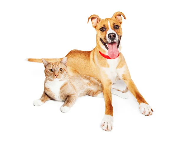 Perro naranja y gato yaciendo juntos — Foto de Stock