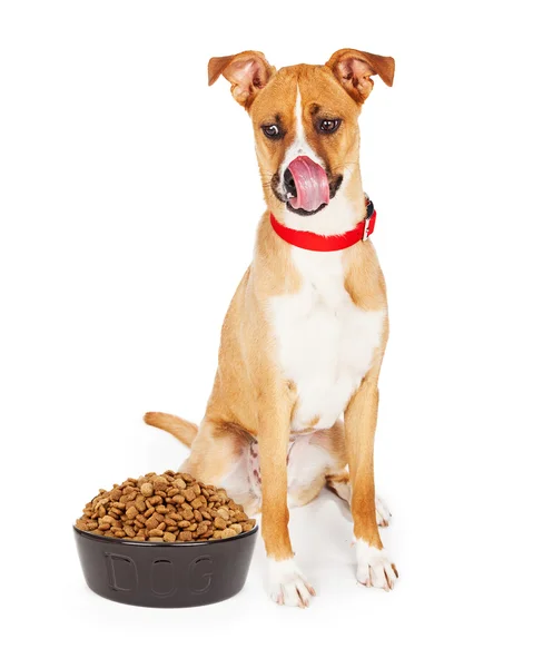 Cane affamato con grande ciotola di cibo — Foto Stock