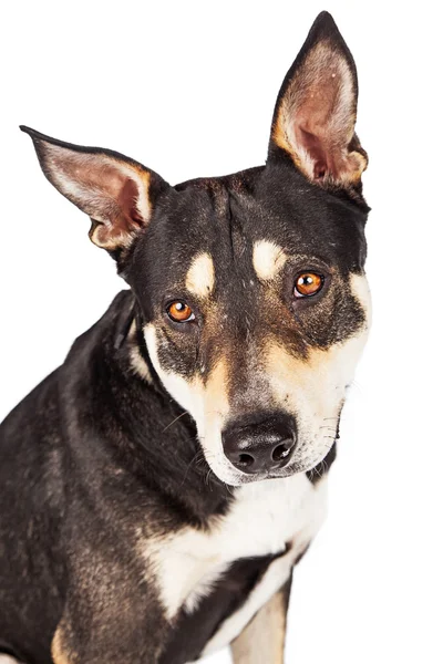 Lähikuva Muotokuva aikuinen paimenkoira risteytys koira — kuvapankkivalokuva