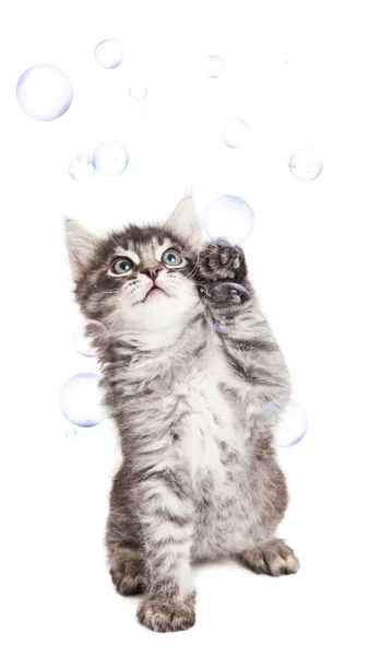 Kitten spelen met zeepbellen — Stockfoto