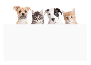 Köpekler, kediler üzerinde boş oturum bayrağı