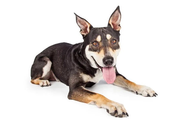 Tired and Thirsty Large Dog — Stock Photo, Image