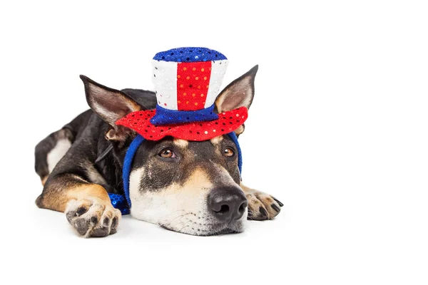 Скучная и уставшая патриотическая собака — стоковое фото