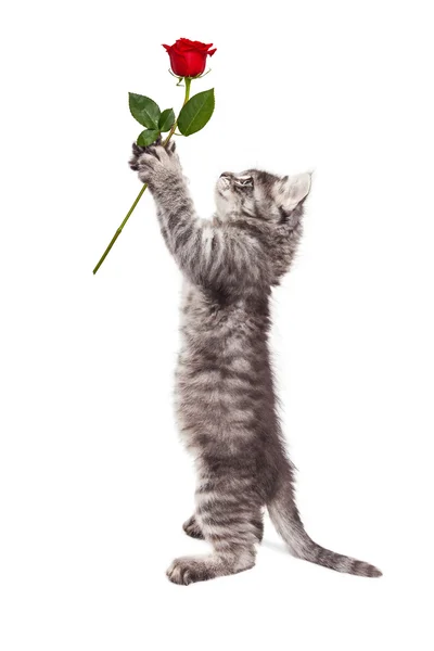 Cute Kitten Holding Rose Up — Stok fotoğraf