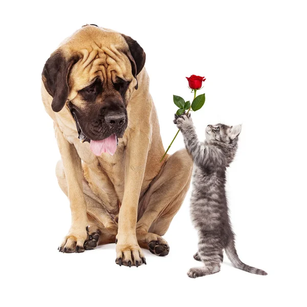 Kätzchen überreicht großen Hund eine Rosenblume — Stockfoto