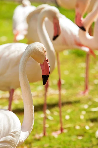Группа красивых розовых птиц фламинго — стоковое фото
