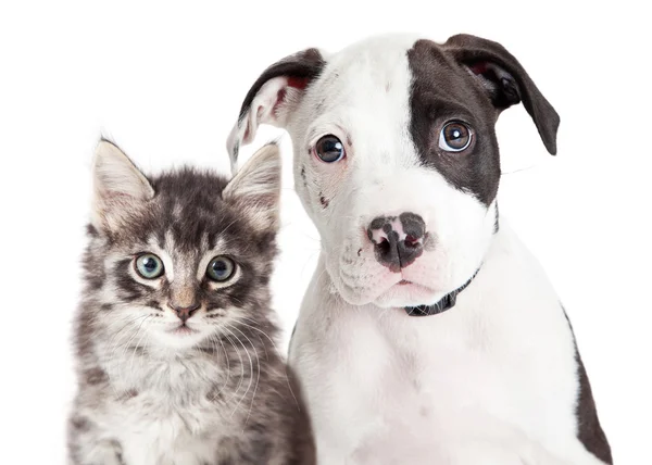 Черно-белый щенок и котенок — стоковое фото