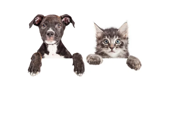 Schattige Puppy en Kitten opknoping Over witte Banner — Stockfoto