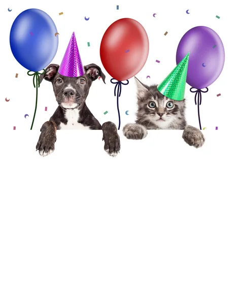 Party Kitten and Puppy Hanging Over Blank Banner — Stok Foto