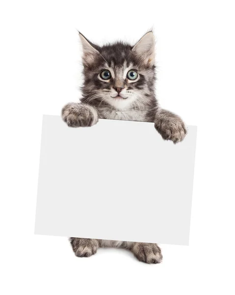 Gatito sonriente sosteniendo el signo en blanco — Foto de Stock