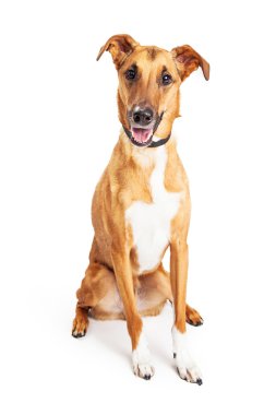 Tazı karışık doğurmak köpek