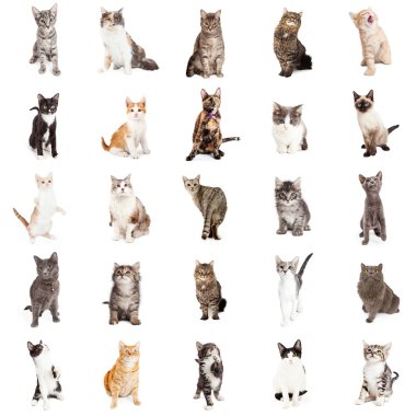 Grup cats ve yavru kedi