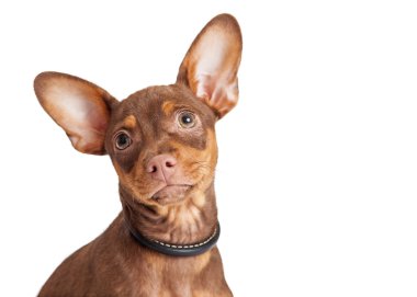 Chihuahua karışık doğurmak köpek