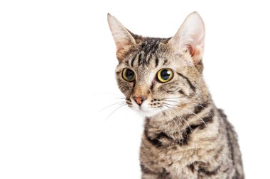 Genç Yetişkin tekir kedi