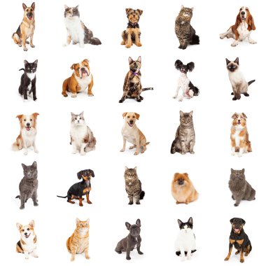 Kediler ve köpekler grup