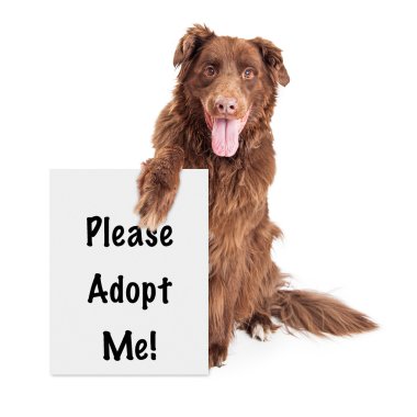 crossbreed dog holding sign clipart