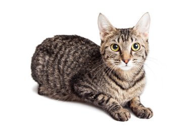 tekir kedi bırakmasını