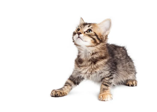 Sevimli küçük tabby yavru kedi — Stok fotoğraf