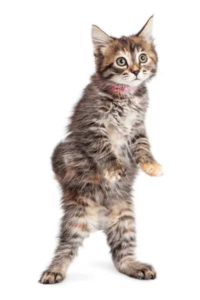 かわいい子猫の立ち上がり — ストック写真