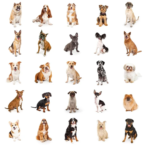 Raça comum Cães — Fotografia de Stock