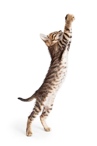Tabby kitten rising paws — Stock Photo, Image
