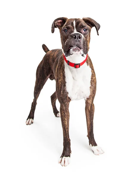 Funny Large Boxer — Stock Photo, Image