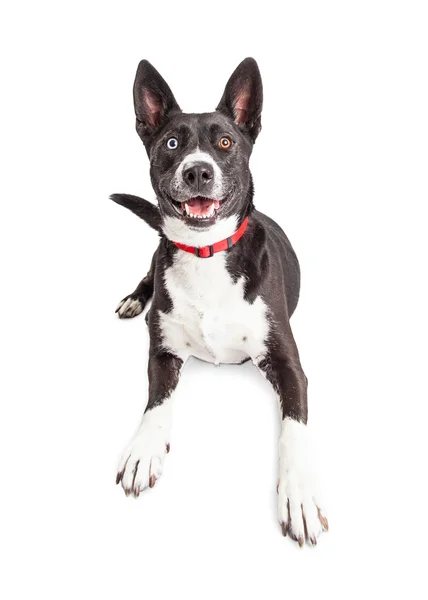 Perro con ojos azules y marrones — Foto de Stock