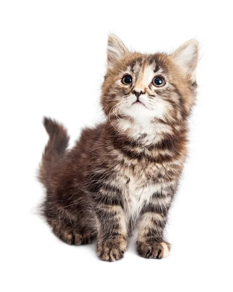 Cute little tabby kitten — Stock Photo, Image