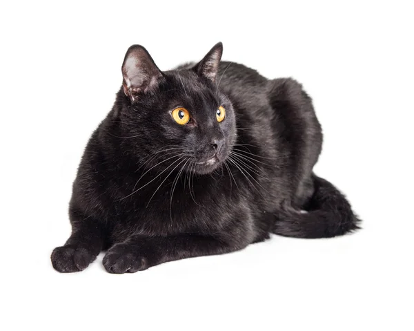 Kilolu kara kedi — Stok fotoğraf