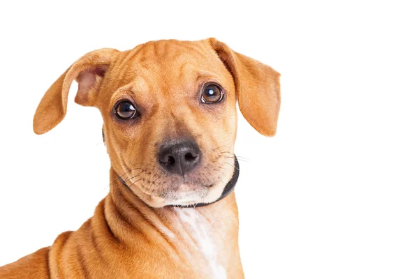 Cachorro de raza mixta perro — Foto de Stock
