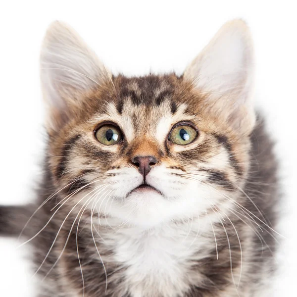 Симпатичный маленький котенок Табби — стоковое фото