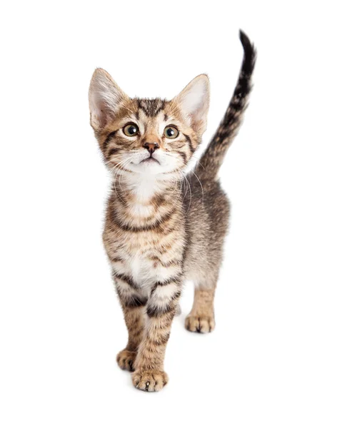 Cute little tabby kitten — Stock Photo, Image