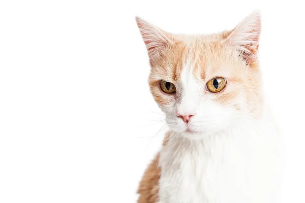 Orange och vit katt — Stockfoto