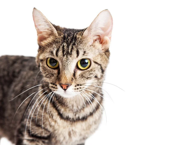 Young adult tabby cat — Stock Photo, Image