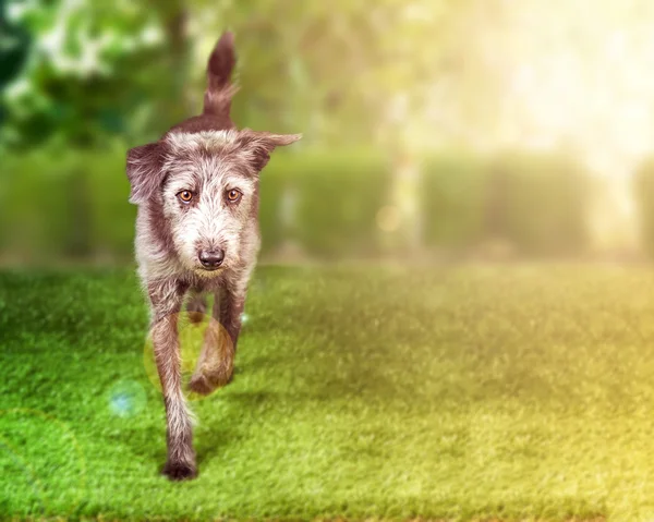Běžící pes teriér — Stock fotografie