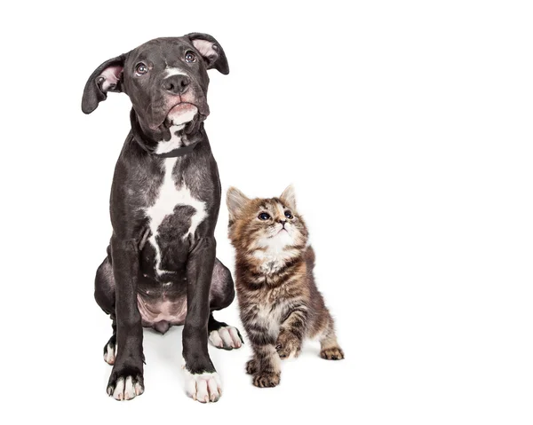 Curious Puppy and Kitten Looking Up — Stock Photo, Image