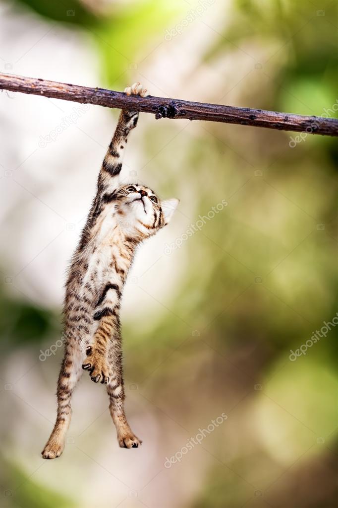 Pacific Giftware Realistic Kitten Hanging from Branch Rope Hanger Statue