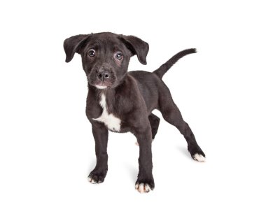 siyah karışık cins köpek