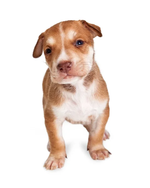 Cute little crossbreed Puppy — Stock Photo, Image