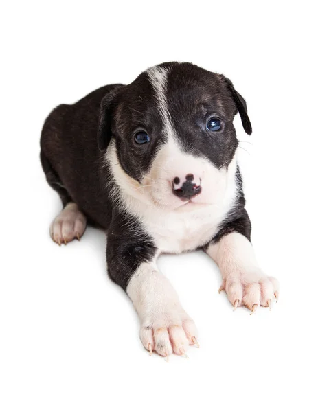 Black and White Little Puppy — Stock Photo, Image