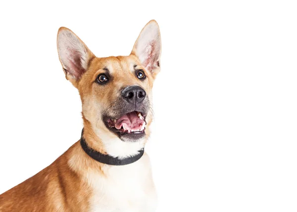 Gran perro pastor alemán — Foto de Stock