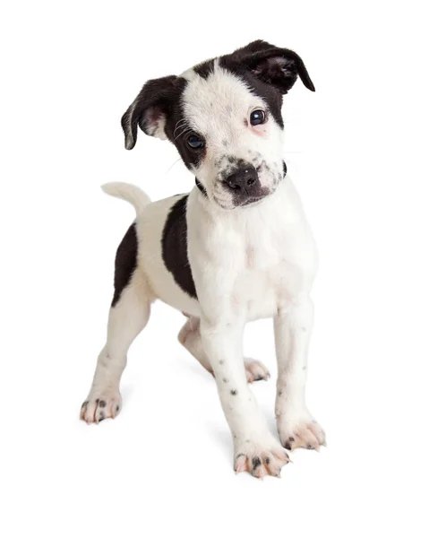 Adorable black and white puppy — Stock Photo, Image