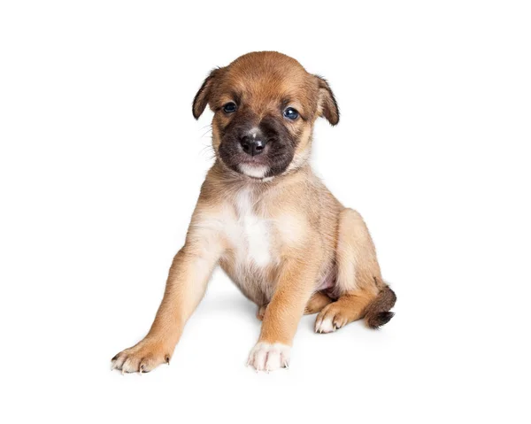 Pastor misto raça cachorrinho — Fotografia de Stock