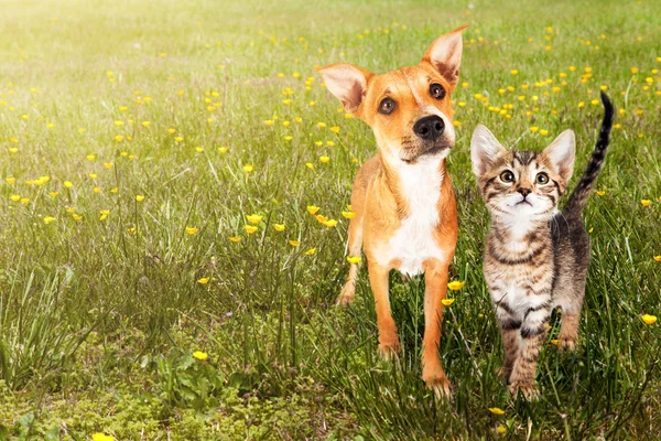 Gatinho e filhote juntos — Fotografia de Stock