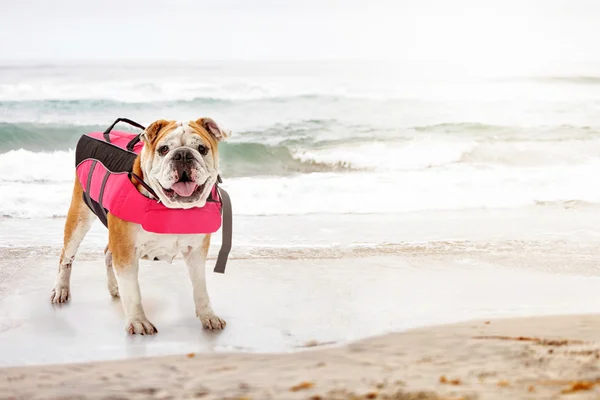 Hund bär flytväst — Stockfoto