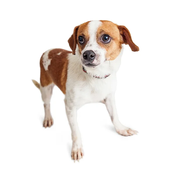 Scared Mixed Breed Dog — Stock Photo, Image