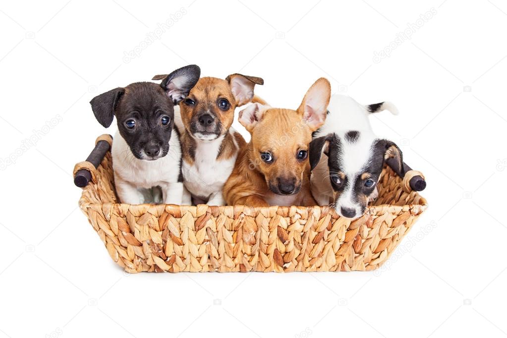 Mixed breed puppies Stock Photo by ©adogslifephoto 113182634